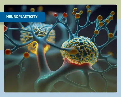 Neuroplasticity - Innerstrong Fitness